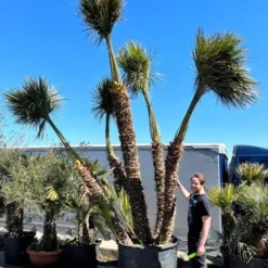 Chamaerops Humilis - Stam 260+ Cm [pallet]