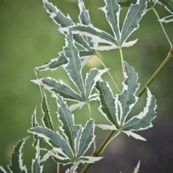 Acer Palmatum Butterfly - Totale Hoogte 50-60 Cm - Pot 3 Ltr