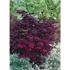 Acer Palmatum Atropurpureum - Totale Hoogte 60-80 Cm - Pot 3 Ltr -Aanbiedingen Boom Licht Winkel 1991738979