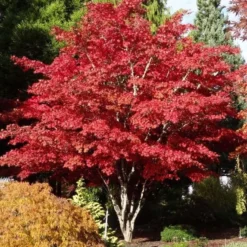 Acer Palmatum Atropurpureum - Totale Hoogte 60-80 Cm - Pot 3 Ltr -Aanbiedingen Boom Licht Winkel 1991738982