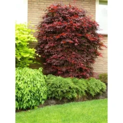 Acer Palmatum Atropurpureum - Totale Hoogte 60-80 Cm - Pot 3 Ltr -Aanbiedingen Boom Licht Winkel 1991738985