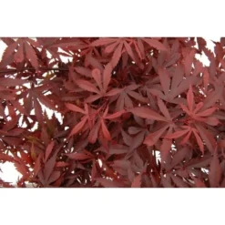 Acer Palmatum Atropurpureum - Totale Hoogte 60-80 Cm - Pot 3 Ltr -Aanbiedingen Boom Licht Winkel 1991738988