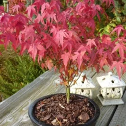 Acer Palmatum Atropurpureum - Totale Hoogte 60-80 Cm - Pot 3 Ltr -Aanbiedingen Boom Licht Winkel 1991738991