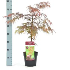 Acer Palmatum Dissectum Garnet - Totale Hoogte 50-60 Cm - Pot 3 Ltr 5 Acer Palmatum Dissectum Garnet - Totale Hoogte 50-60 Cm - Pot 3 Ltr -Aanbiedingen Boom Licht Winkel 1991739351