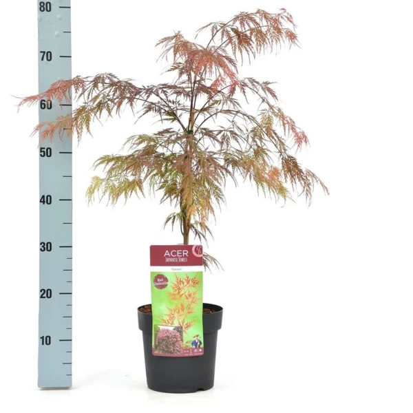 Acer Palmatum Dissectum Garnet - Totale Hoogte 50-60 Cm - Pot 3 Ltr 3 Acer Palmatum Dissectum Garnet - Totale Hoogte 50-60 Cm - Pot 3 Ltr - Afbeelding 3
