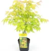 Acer Palmatum Orange Dream - Totale Hoogte 60-80 Cm - Pot 3 Ltr