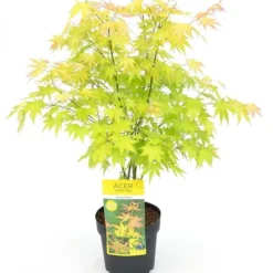 Acer Palmatum Orange Dream - Totale Hoogte 60-80 Cm - Pot 3 Ltr