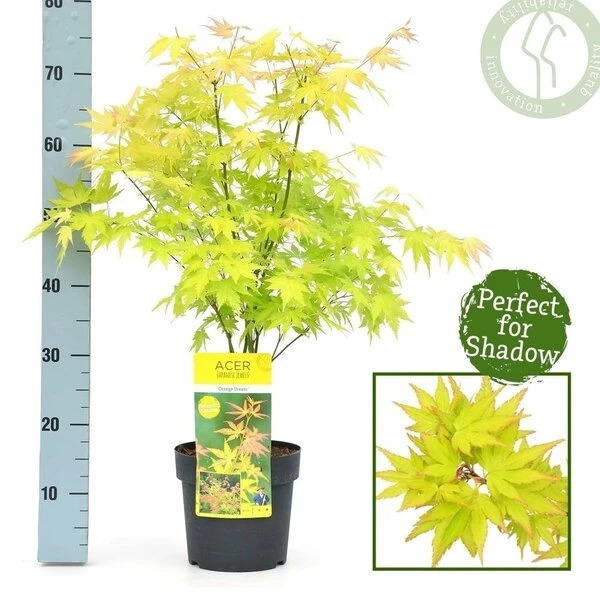 Acer Palmatum Orange Dream - Totale Hoogte 60-80 Cm - Pot 3 Ltr 2 Acer Palmatum Orange Dream - Totale Hoogte 60-80 Cm - Pot 3 Ltr - Afbeelding 2
