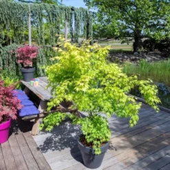Acer Palmatum Orange Dream - Totale Hoogte 60-80 Cm - Pot 3 Ltr 8 Acer Palmatum Orange Dream - Totale Hoogte 60-80 Cm - Pot 3 Ltr -Aanbiedingen Boom Licht Winkel 1991739402