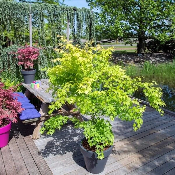 Acer Palmatum Orange Dream - Totale Hoogte 60-80 Cm - Pot 3 Ltr 3 Acer Palmatum Orange Dream - Totale Hoogte 60-80 Cm - Pot 3 Ltr - Afbeelding 3