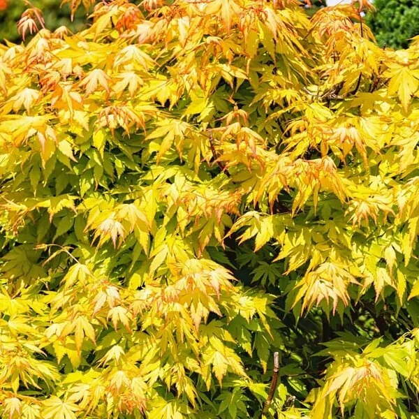 Acer Palmatum Orange Dream - Totale Hoogte 60-80 Cm - Pot 3 Ltr 4 Acer Palmatum Orange Dream - Totale Hoogte 60-80 Cm - Pot 3 Ltr - Afbeelding 4