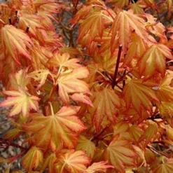Acer Palmatum Orange Dream - Totale Hoogte 60-80 Cm - Pot 3 Ltr 10 Acer Palmatum Orange Dream - Totale Hoogte 60-80 Cm - Pot 3 Ltr -Aanbiedingen Boom Licht Winkel 1991739408