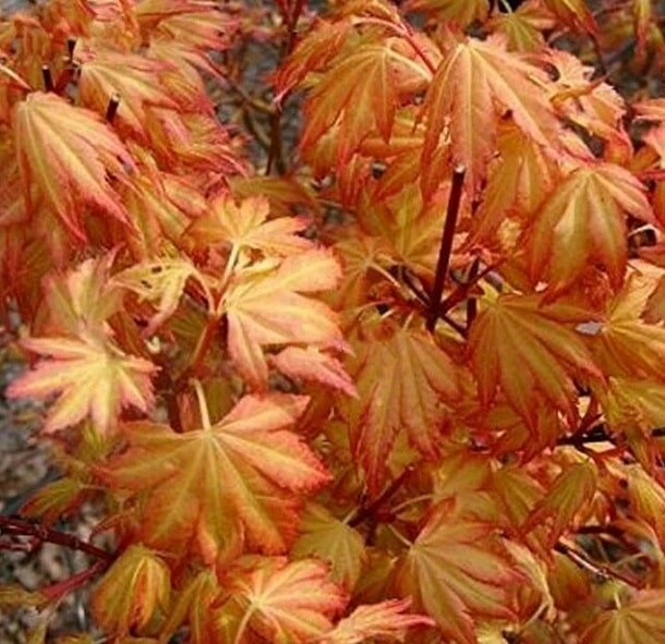 Acer Palmatum Orange Dream - Totale Hoogte 60-80 Cm - Pot 3 Ltr 5 Acer Palmatum Orange Dream - Totale Hoogte 60-80 Cm - Pot 3 Ltr - Afbeelding 5