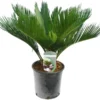 Cycas Revoluta - Totale Hoogte 50-60 Cm - Pot Ø 14 Cm