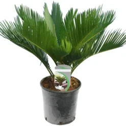 Cycas Revoluta - Totale Hoogte 50-60 Cm - Pot Ø 14 Cm