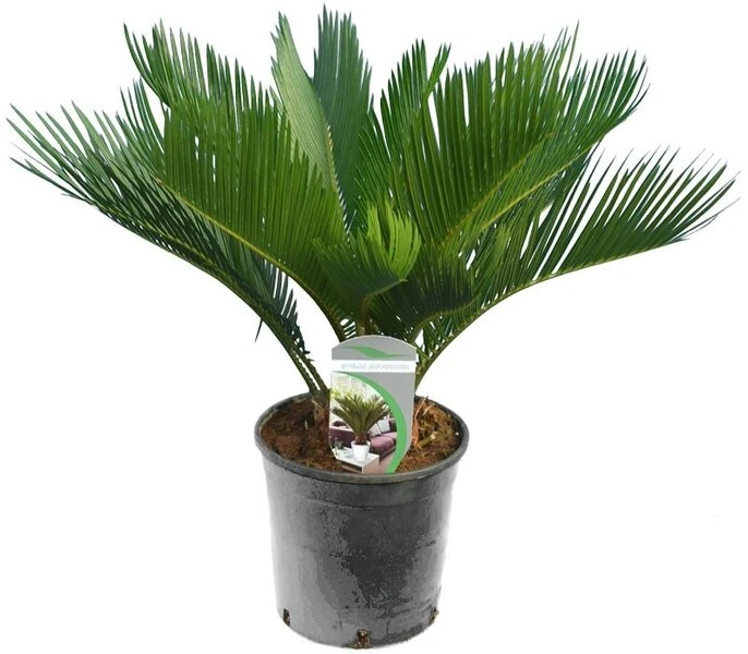 Cycas Revoluta - Totale Hoogte 50-60 Cm - Pot Ø 14 Cm 1 Cycas Revoluta - Totale Hoogte 50-60 Cm - Pot Ø 14 Cm