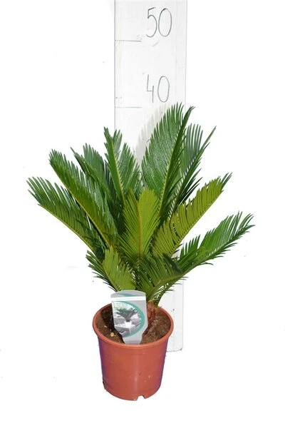 Cycas Revoluta - Totale Hoogte 50-60 Cm - Pot Ø 14 Cm 2 Cycas Revoluta - Totale Hoogte 50-60 Cm - Pot Ø 14 Cm - Afbeelding 2
