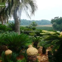 Cycas Revoluta - Totale Hoogte 50-60 Cm - Pot Ø 14 Cm 9 Cycas Revoluta - Totale Hoogte 50-60 Cm - Pot Ø 14 Cm -Aanbiedingen Boom Licht Winkel 1991739921