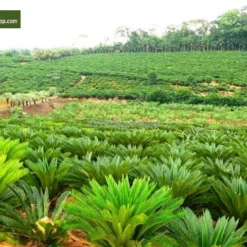 Cycas Revoluta - Totale Hoogte 70-90 Cm - Pot Ø 19 Cm 7 Cycas Revoluta - Totale Hoogte 70-90 Cm - Pot Ø 19 Cm -Aanbiedingen Boom Licht Winkel 1991740179