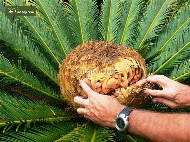 Cycas Revoluta - Totale Hoogte 70-90 Cm - Pot Ø 19 Cm 4 Cycas Revoluta - Totale Hoogte 70-90 Cm - Pot Ø 19 Cm - Afbeelding 4