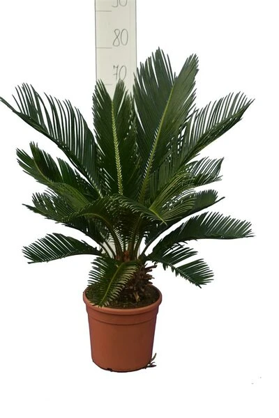 Cycas Revoluta - Stam 8+ Cm - Totale Hoogte 50-70 Cm - Pot Ø 20 Cm 1 Cycas Revoluta - Stam 8+ Cm - Totale Hoogte 50-70 Cm - Pot Ø 20 Cm