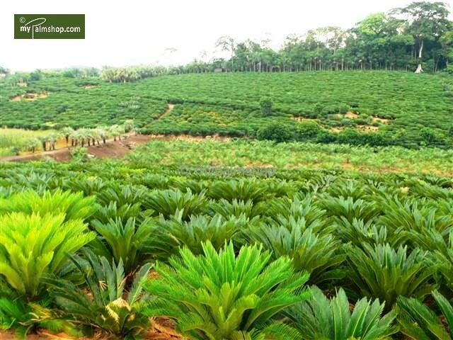 Cycas Revoluta - Stam 8+ Cm - Totale Hoogte 50-70 Cm - Pot Ø 20 Cm 2 Cycas Revoluta - Stam 8+ Cm - Totale Hoogte 50-70 Cm - Pot Ø 20 Cm - Afbeelding 2