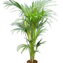 Howea Forsteriana - Totaal Hoogte 160-180 Cm - Pot Ø 24 Cm