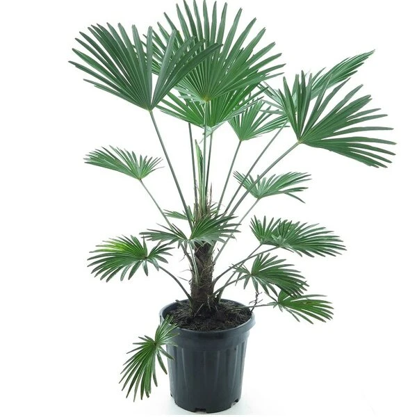 Trachycarpus Wagnerianus Frosty - Totale Hoogte 90-110 Cm - Pot Ø 32 Cm 1 Trachycarpus Wagnerianus Frosty - Totale Hoogte 90-110 Cm - Pot Ø 32 Cm