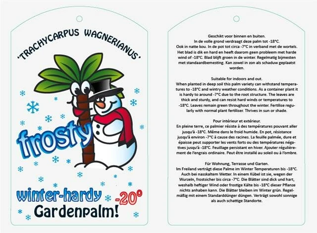 Trachycarpus Wagnerianus Frosty - Totale Hoogte 90-110 Cm - Pot Ø 32 Cm 2 Trachycarpus Wagnerianus Frosty - Totale Hoogte 90-110 Cm - Pot Ø 32 Cm - Afbeelding 2