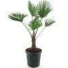 Trachycarpus Wagnerianus Frosty - Totale Hoogte 110-130 Cm - Pot Ø 32 Cm