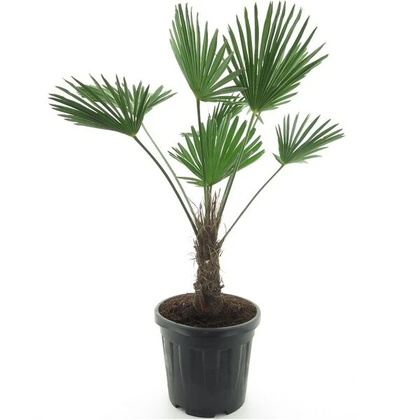 Trachycarpus Wagnerianus Frosty - Totale Hoogte 110-130 Cm - Pot Ø 32 Cm 1 Trachycarpus Wagnerianus Frosty - Totale Hoogte 110-130 Cm - Pot Ø 32 Cm