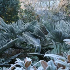 Trachycarpus Wagnerianus Frosty - Totale Hoogte 110-130 Cm - Pot Ø 32 Cm 11 Trachycarpus Wagnerianus Frosty - Totale Hoogte 110-130 Cm - Pot Ø 32 Cm -Aanbiedingen Boom Licht Winkel 1991875863