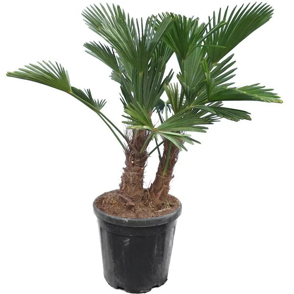 Trachycarpus Wagnerianus Multitrunk - Pot Ø 38 Cm / 25 Ltr 1 Trachycarpus Wagnerianus Multitrunk - Pot Ø 38 Cm / 25 Ltr