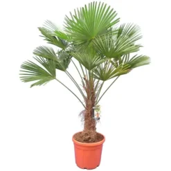 Trachycarpus Wagnerianus - Stam 60-70 Cm - Totale Hoogte 160-180 Cm [pallet]