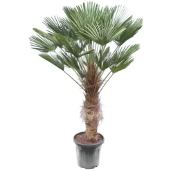 Trachycarpus Wagnerianus - Stam 80-90 Cm - Totale Hoogte 180-200 Cm [pallet]