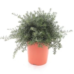 Westringia Fruticosa - Pot Ø 26 Cm