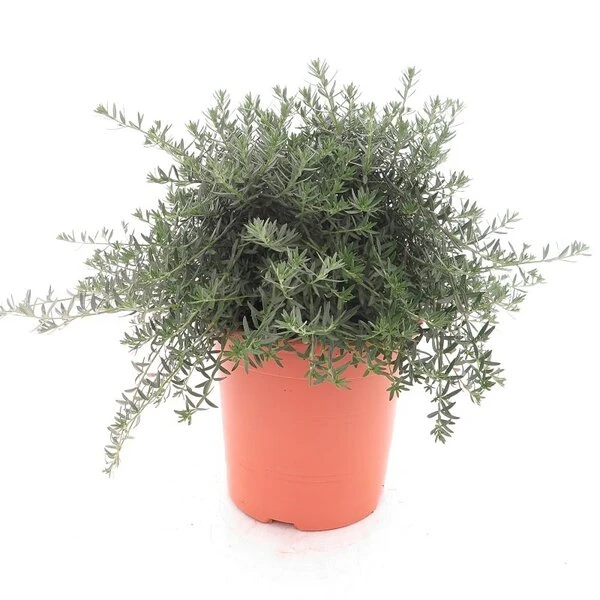 Westringia Fruticosa - Pot Ø 26 Cm 1 Westringia Fruticosa - Pot Ø 26 Cm