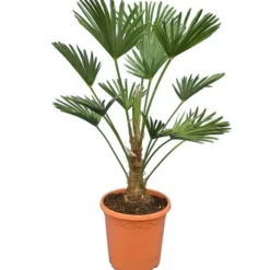 Trachycarpus Wagnerianus Frosty - Totale Hoogte 80-90 Cm - Pot Ø 26 Cm