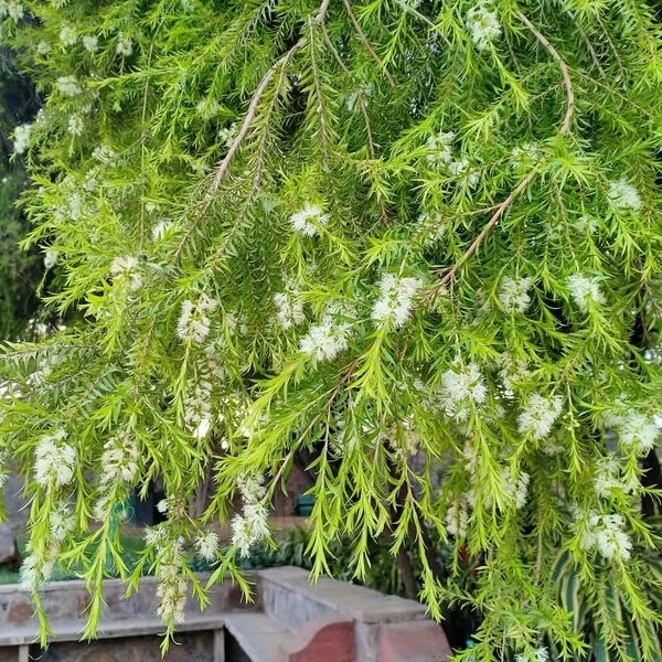 Melaleuca Alternifolia - Pot Ø 27 Cm 2 Melaleuca Alternifolia - Pot Ø 27 Cm - Afbeelding 2