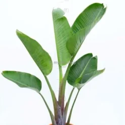 Strelitzia Nicolai - Totale Hoogte 160-180 Cm - Pot Ø 36 Cm - 2 Planten Per Pot [pallet] -Aanbiedingen Boom Licht Winkel 1992624450