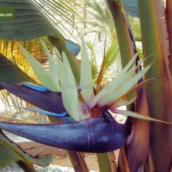 Strelitzia Nicolai - Totale Hoogte 80-100 Cm - Pot Ø 24 Cm - 2 Planten Per Pot 5 Strelitzia Nicolai - Totale Hoogte 80-100 Cm - Pot Ø 24 Cm - 2 Planten Per Pot -Aanbiedingen Boom Licht Winkel 1992657108
