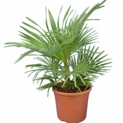 Trachycarpus Princeps X Wagnerianus - Totale Hoogte 80-100 Cm - Pot Ø 23 Cm