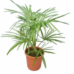 Trachycarpus Princeps New Form - Totale Hoogte 70-90 Cm - Pot Ø 26 Cm