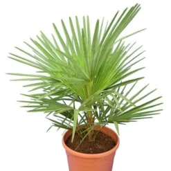 Trachycarpus Wagnerianus X Princeps - Totale Hoogte 60-90 Cm - Pot Ø 23 Cm