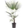 Trachycarpus Wagnerianus X Princeps - Pot Ø 32 Cm