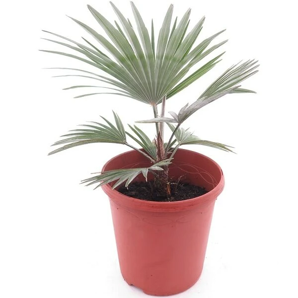 Trachycarpus Princeps - Pot Ø 23 Cm 1 Trachycarpus Princeps - Pot Ø 23 Cm