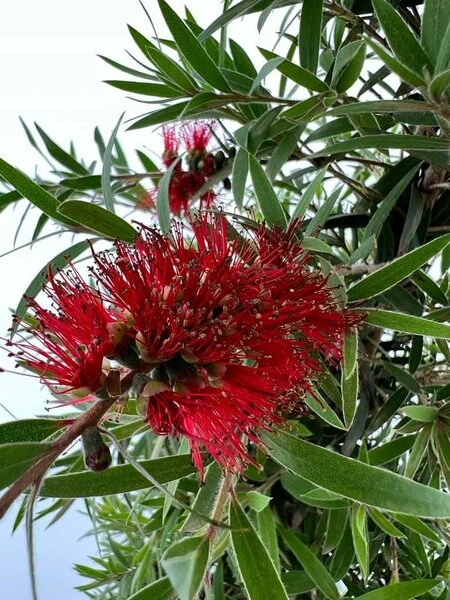 Callistemon Laevis - Stam 70-80 Cm 2 Callistemon Laevis - Stam 70-80 Cm - Afbeelding 2
