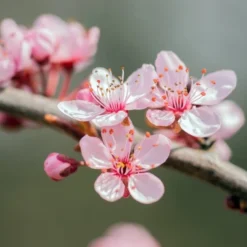 Prunus Dulcis - Pot Ø 26 Cm -Aanbiedingen Boom Licht Winkel 1994352204