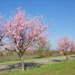 Prunus Dulcis - Pot Ø 26 Cm -Aanbiedingen Boom Licht Winkel 1994352210