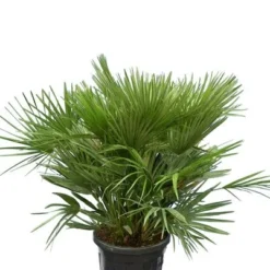 Chamaerops Humilis Vulcano - Totale Hoogte 80-100 Cm - Pot Ø 40 Cm